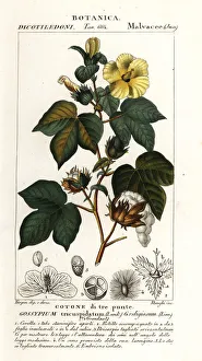 Images Dated 26th March 2020: Mexican cotton, Gossypium hirsutum