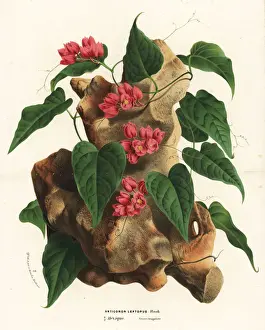 Mexican creeper, Antigonon leptopus