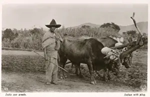 Ploughing Prints: Mexican farmer with his ox-pulled plough