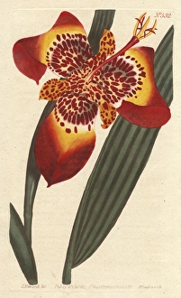 Mexican Ferraria iris, Peacock Flower, Tiger Mexican Ferraria iris, Peacock Flower, Tiger