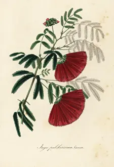 Mexican flamebush, Inga pulcherrima