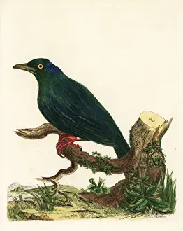 Mexican grackle, Quiscalus mexicanus