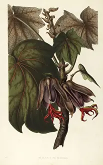Mexican hand tree, Chiranthodendron pentadactylon