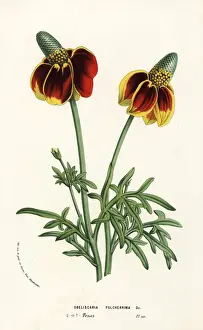 Serres Prints: Mexican hat plant, Ratibida columnifera f. pulcherrima