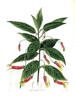Mexican lobelia, Lobelia laxiflora