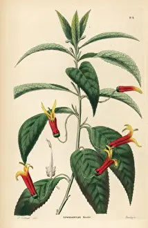 Mexican lobelia, Lobelia laxiflora
