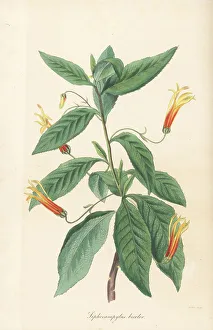 Magazine Of Botany Prints: Mexican lobelia, Lobelia laxiflora