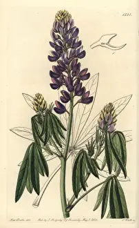 Sarahanndrake Prints: Mexican lupine, Lupinus elegans