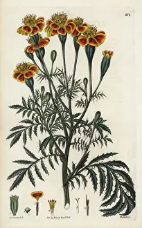 Corymbosa Prints: Mexican marigold, Tagetes erecta