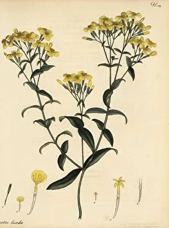Henry Andrews Prints: Mexican marigold, Tagetes lucida