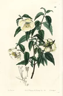 Mexican mock orange, Philadelphus mexicanus
