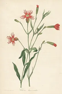 Magazine Of Botany Prints: Mexican pink, Silene laciniata