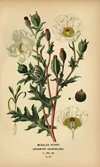 Mexican poppy, Argemone grandiflora
