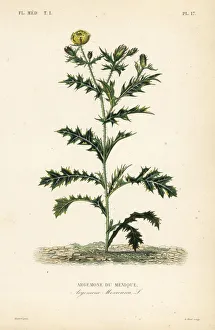 Flowering Gallery: Mexican poppy or flowering thistle, Argemone mexicana