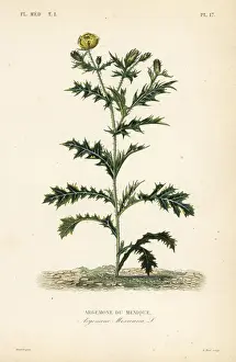 Mexican poppy or flowering thistle, Argemone mexicana