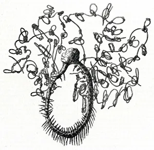 Images Dated 12th October 2018: MEXICAN QUIPU (1857)