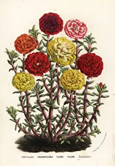 Oclock Prints: Mexican rose varieties, Portulaca grandiflora flore pleno