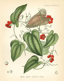 Medica Prints: Mexican sarsaparilla, Smilax aristolochiifolia