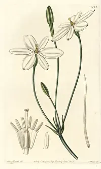 Mexican star, Milla biflora