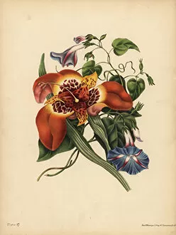 Pavonia Collection: The Mexican Tiger-flower, Tigridia pavonia
