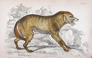 Mexican wolf (Canis lupus baileyi)