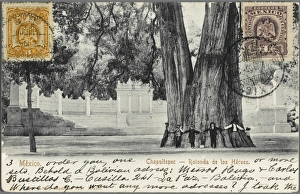 Chapultepec Gallery: Mexico - Chapultepec, Mexico City - Giant Tree