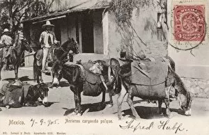 Images Dated 9th March 2011: Mexico - Donkeys carrying pulque