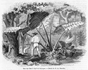Palenque Prints: Mexico F0Rest Scene