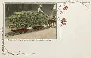 Yucatan Prints: Mexico - Transport of Yucatecan sisal pads
