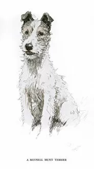 Terriers Collection: Meynell Hunt fox terrier