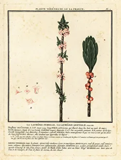 Plante Veneneuse De La France Prints: Mezereon, Daphne mezereum