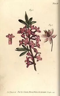 Flowering Gallery: Mezereon, Daphne mezereum, and flowering rush