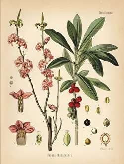 Olive Prints: Mezereon mezereum or spurge laurel, Daphne mezereum
