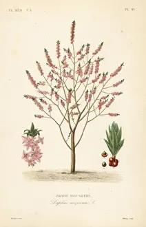 Mezereon or spurge laurel, Daphne mezereum