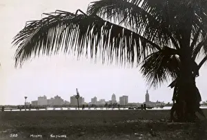 Miami skyline with palm tree, Florida, USA