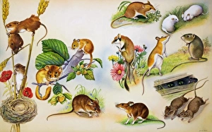Images Dated 16th June 2006: Mice