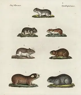 Bilderbuchfurkinder Prints: Mice, hamsters and mole rats