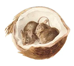 Two mice inside a coconut on a cutout greetings card