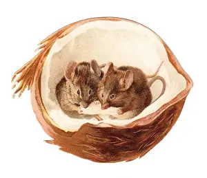 Nibbling Prints: Two mice inside a coconut on a cutout greetings card