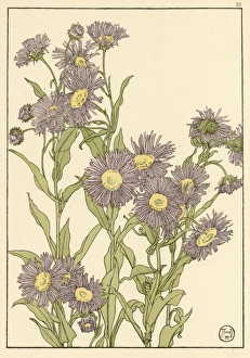 Spreading Gallery: Michaelmas Daisy