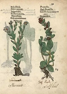 Michaelmas daisy, Aster amellus, and self-heal