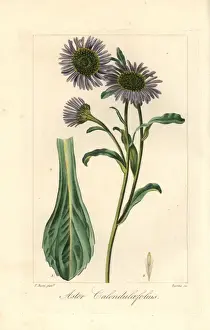 Pancracebessa Prints: Michaelmas daisy, Aster calendulaefolius, native to Europe