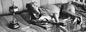 Images Dated 1st March 2011: Mick the Miller