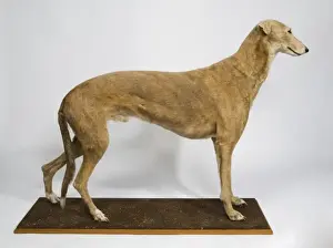 Eutheria Prints: Mick the Miller, greyhound