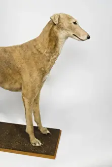 Mick the Miller, greyhound