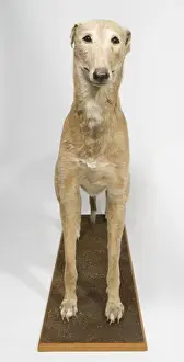 Mick the Miller, greyhound