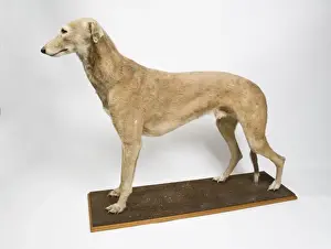 Mick the Miller, greyhound