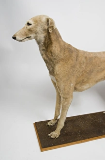 Mick the Miller, greyhound