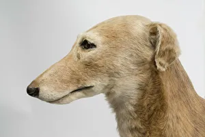 Mick the Miller, greyhound