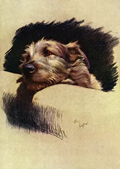 1927 Gallery: Mickie, the Irish Wolfhound, in a chair